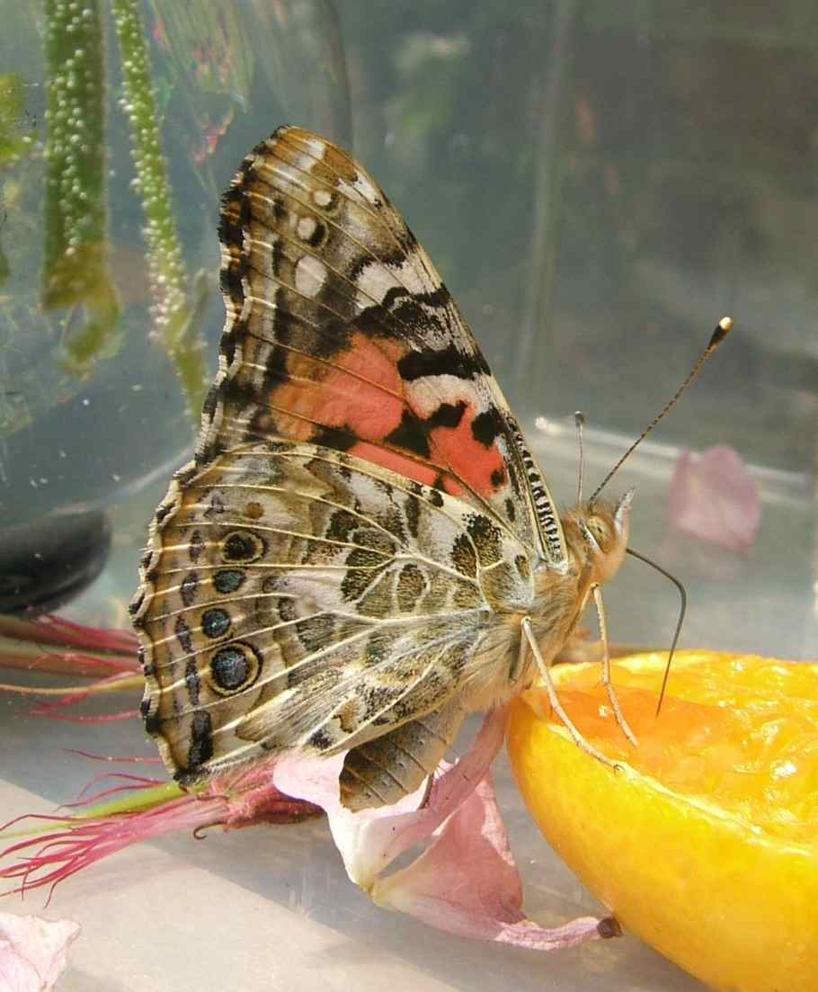 Vanessa cardui Vanessa cardui
